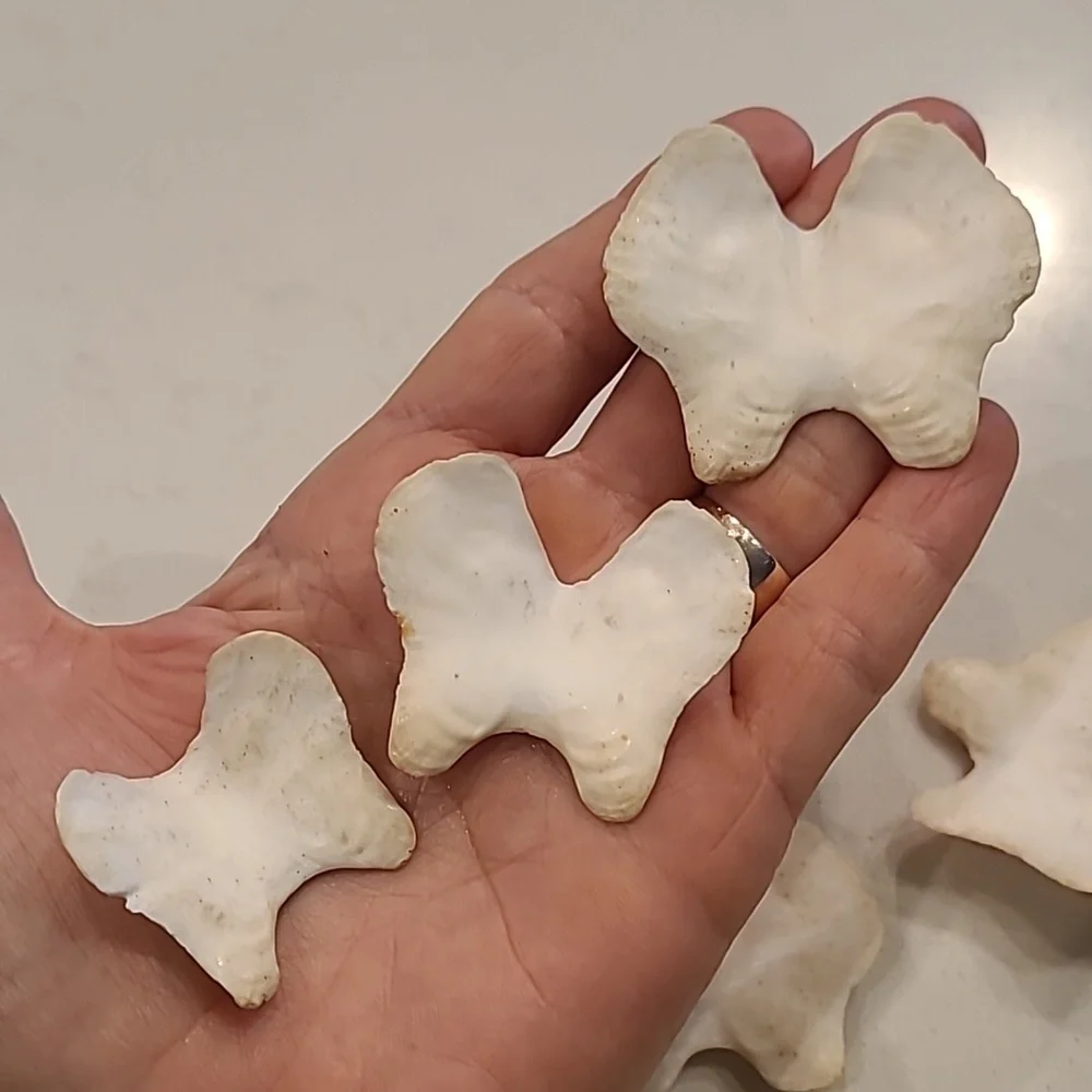 Butterfly 🦋 Shaped Craft Shells